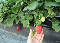 Nuevas selecciones de Planasa