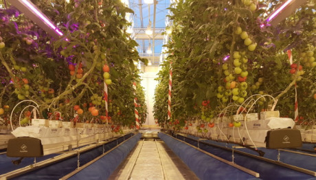 Zo ziet de toekomst voor Noorse telers er waarschijnlijk uit. Een gesloten systeem met gebruik van ledverlichting en ‘gewoon’ groeilicht. De blauwe pijpen op de grond blazen gematigde, CO2-rijke lucht. De lucht wordt achter de plastic wanden aan het eind van de plantenrijen weer opgevangen. De tomatenplanten groeien in potten in steenwollen matten en krijgen voeding via druppelirrigatie via de witte ‘spaghettislangetjes’ die in iedere pot zijn gestoken. (Foto: Michel Verheul, NIBIO)