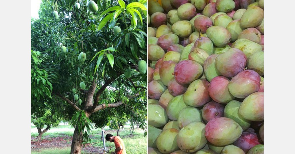 Seasons Farm Fresh lanza un programa de mangos y pitahayas producidos