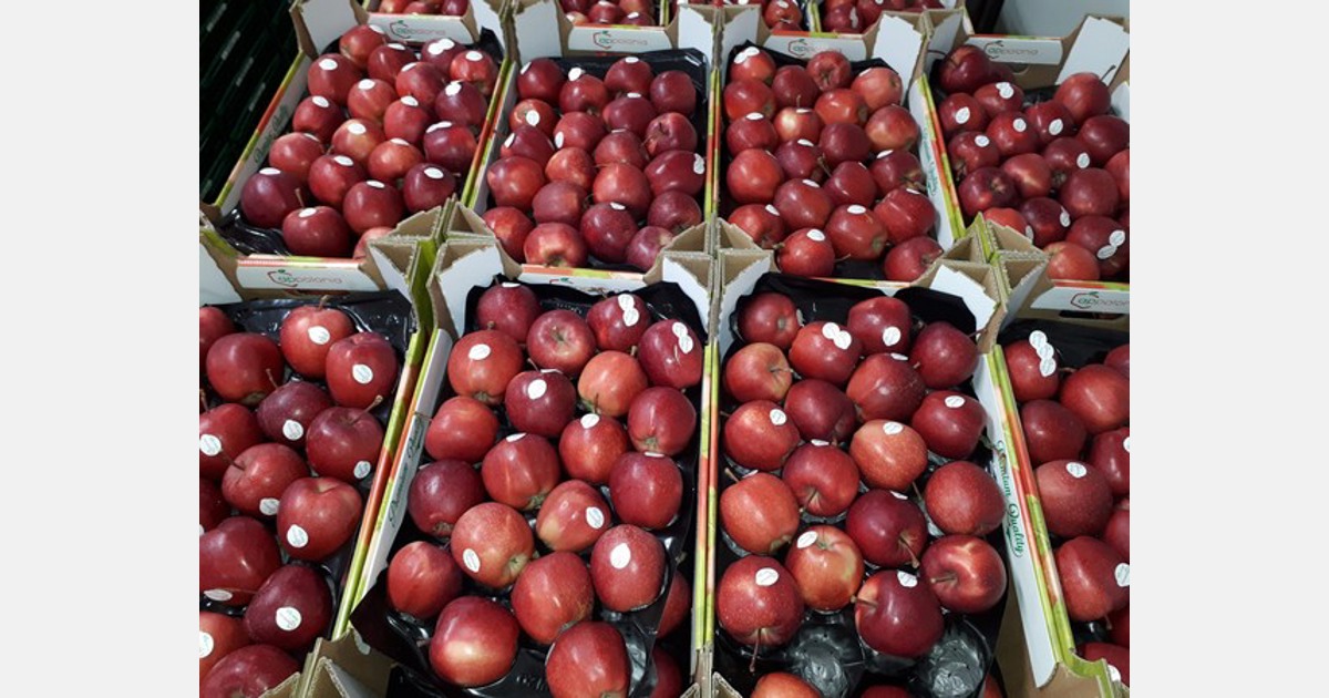 „W szafie wciąż jest mnóstwo czerwonych jabłek”