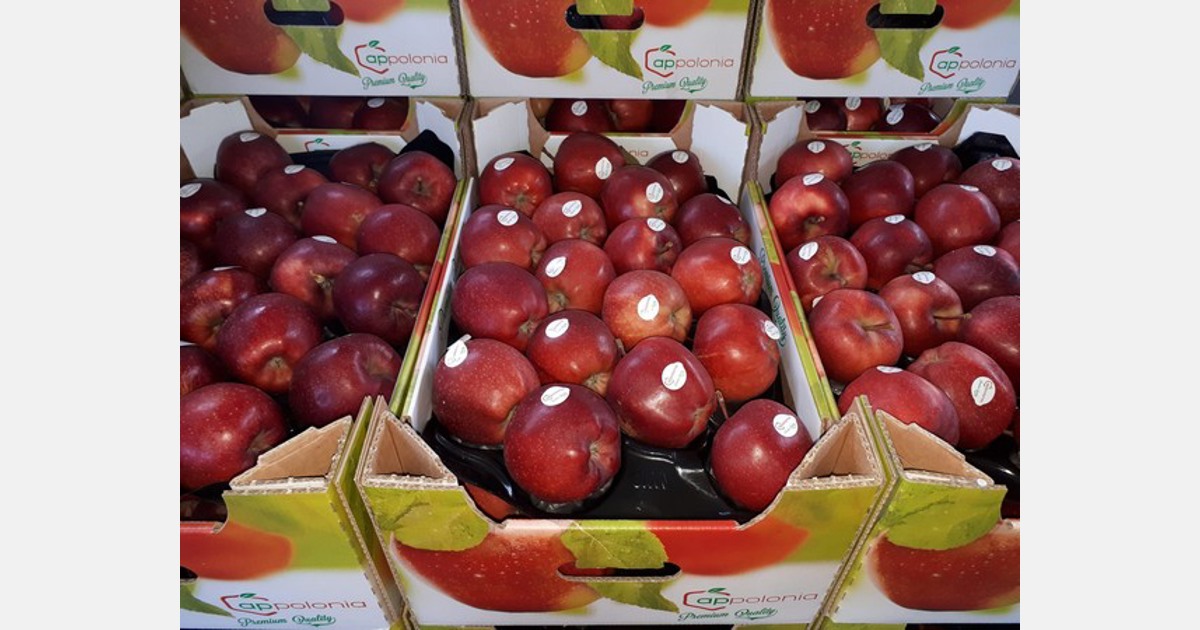 Rynek południowoamerykański wydaje się być opłacalny dla polskich jabłek