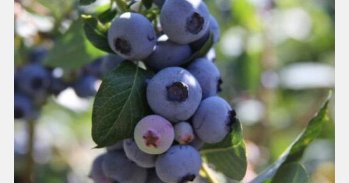 A preview of the 2023 blueberry production in North and South America