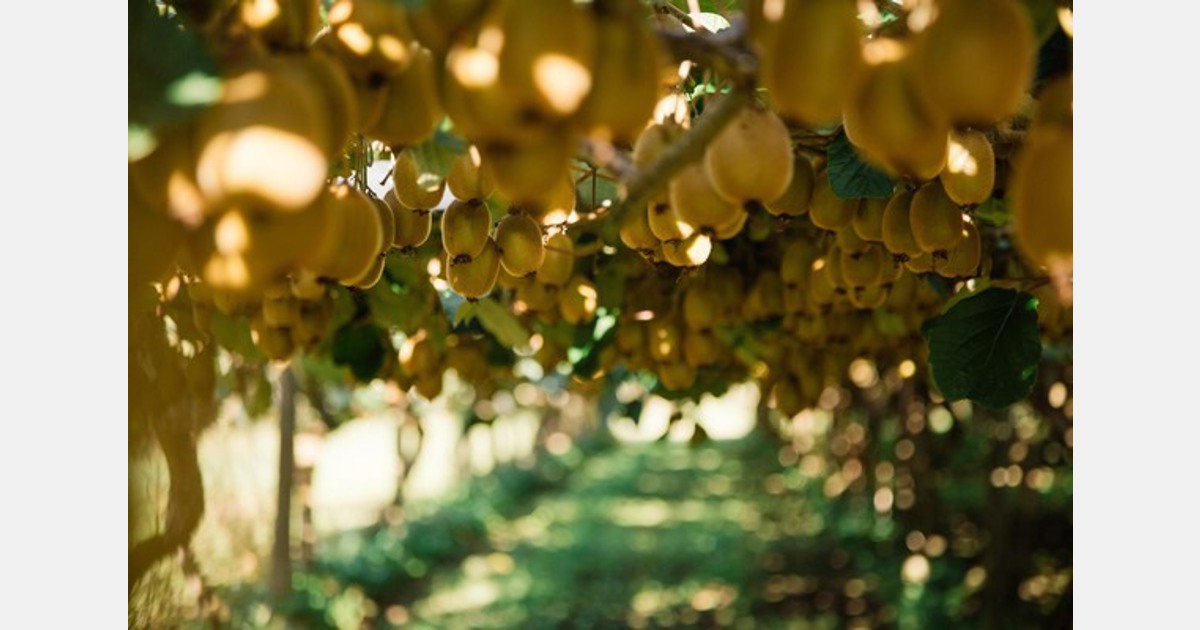 Despite weather events in New Zealand, kiwifruit supply in the US remains stable