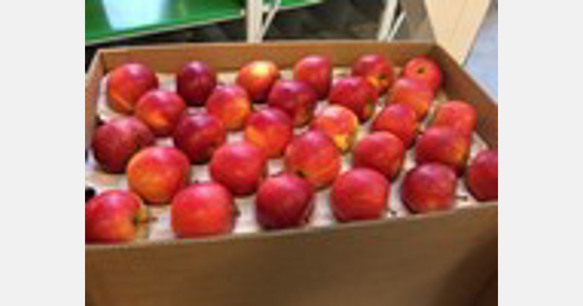 Polscy rolnicy korzystają z eksportu jabłek do Rosji, ale domagają się zakazu importu z Ukrainy