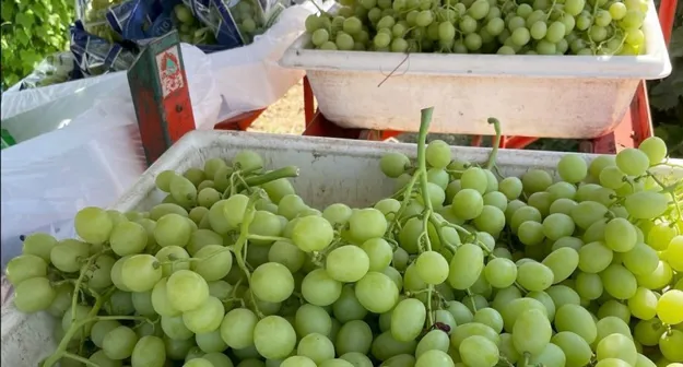 California'S Loss Of Grapes After Hillary'S Death Could Put Pressure On Imports Sooner Than Expected