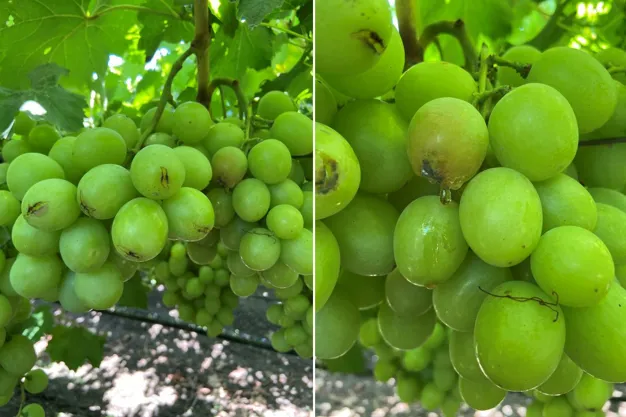 California Table Grape Growers Need $30 Per Box To Cover Losses