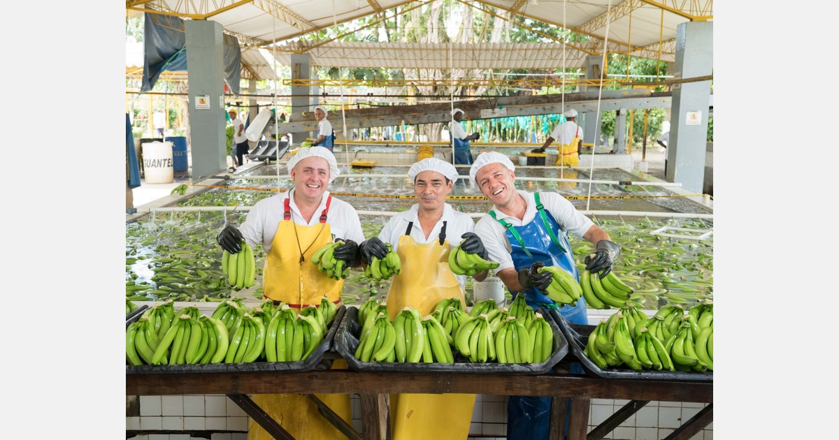 El sector bananero colombiano aumenta sus exportaciones a Corea del Sur