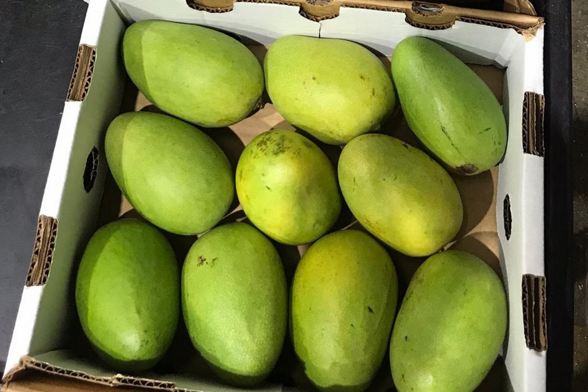República Dominicana incrementa el envío de mango a raíz de la crisis