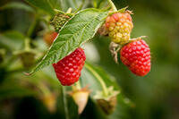 Die ersten niedersächsischen Himbeeren des Jahres sind nach Angaben der LWK reif für die Ernte. © Wolfgang Ehrecke