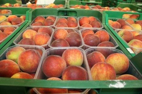 La demanda de fruta de hueso está incluso superando la oferta"