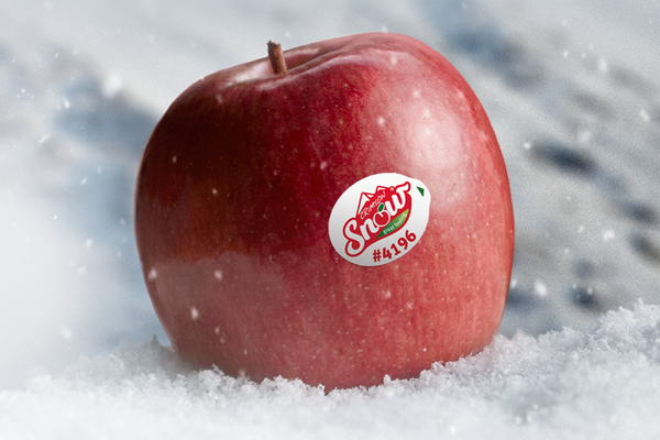 La manzana Crimson Snow estrena temporada