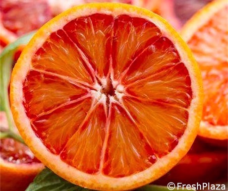 Risultati immagini per ortogel imbesi freshplaza