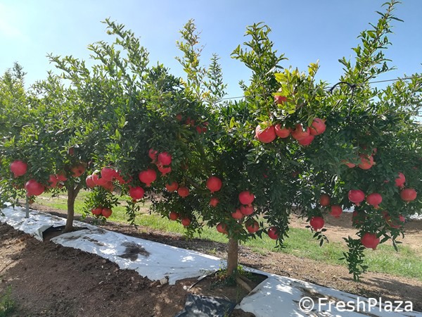 Melograno italiano: picchi della domanda da Natale a febbraio