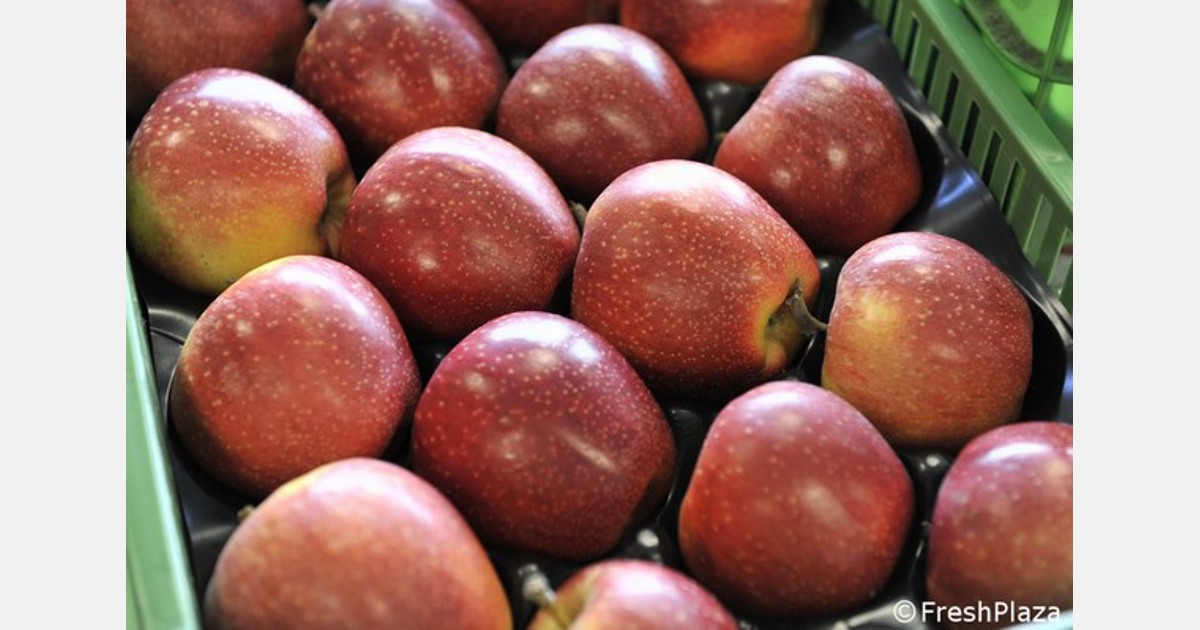 Vendite normali e scarse scorte di mele in Italia