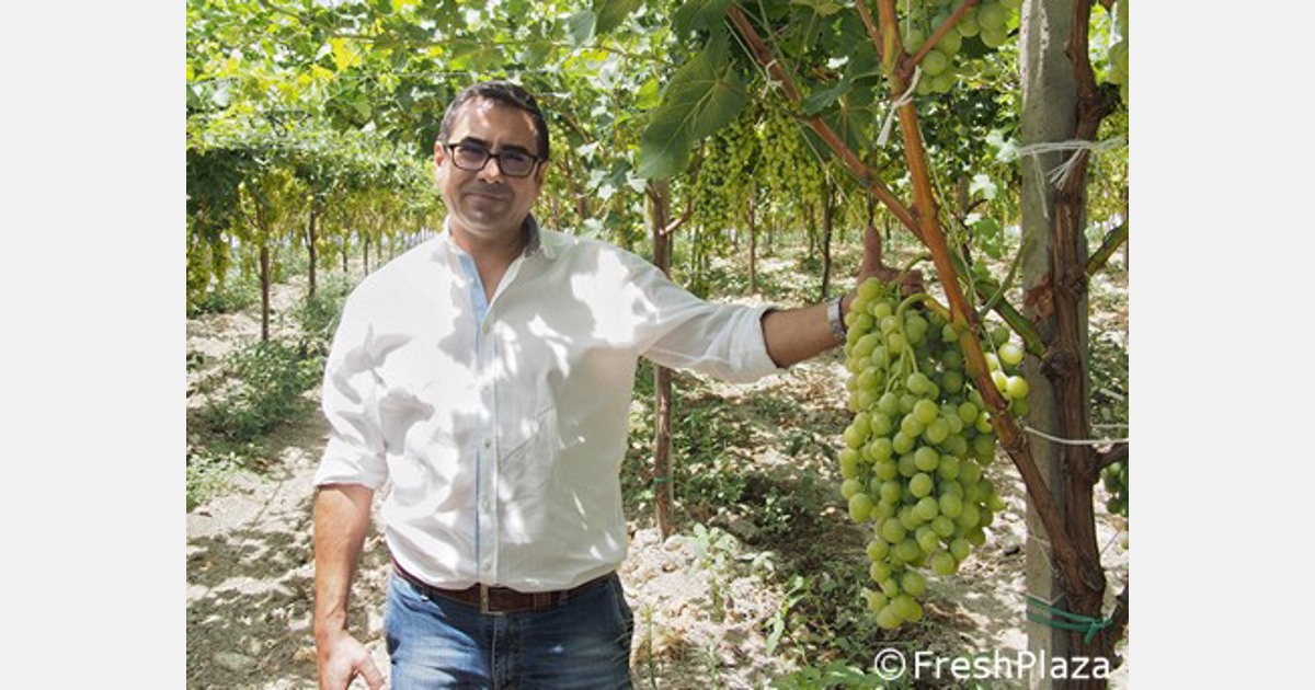 Buon inizio commerciale per le uve Canicattì in Italia