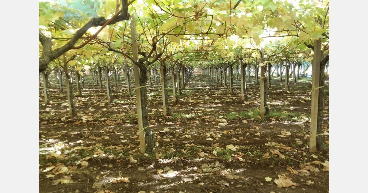 Una buona stagione dell’uva in Italia spinge gli agricoltori a reinvestire