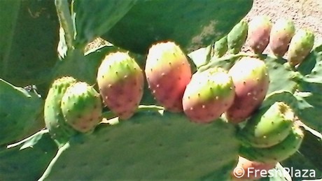 Risultati immagini per ficodindia freshplaza