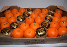 Mandarinas de la marca Premium Brio, expuestas en el stand de Brio Fruits.